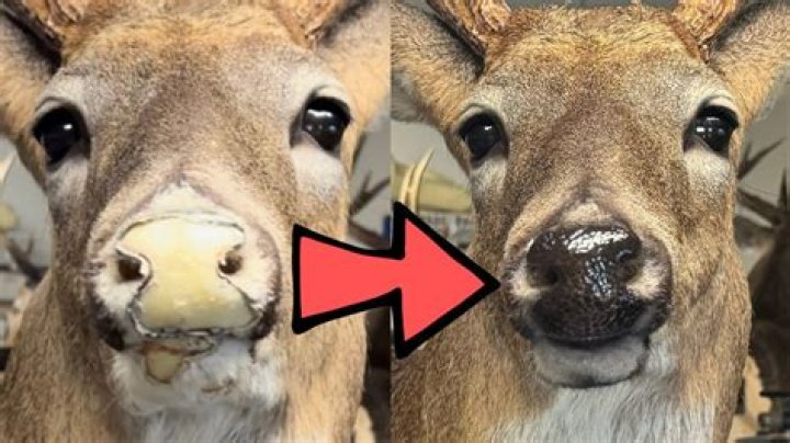 Deer With Holes In Face: Unraveling The Mystery