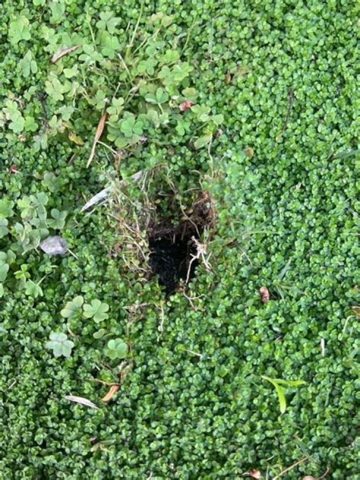 Do rats dig holes in lawns?
