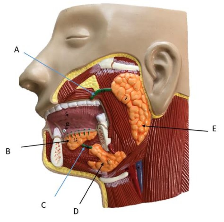 Face Glands And Their Remarkable Role