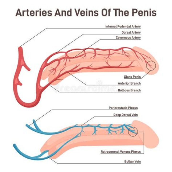 Ristela enhances the blood flow to the genital area.