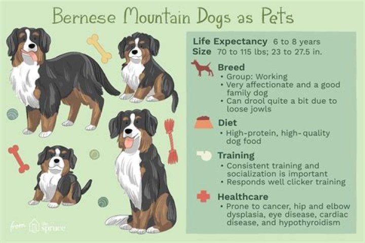 The Ultimate Guide For Berner Sennenhund Owners
